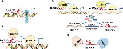 Frontiers | Long Non-Coding RNAs: The Regulatory Mechanisms, Research ...